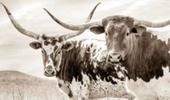 Signature Design By Ashley® Griffner Sepia Wall Art 5 Signature Design By Ashley® Griffner Sepia Wall Art -Furniture Store 10a2297d 52a2 4e15 a4a6 b859d29d19c6